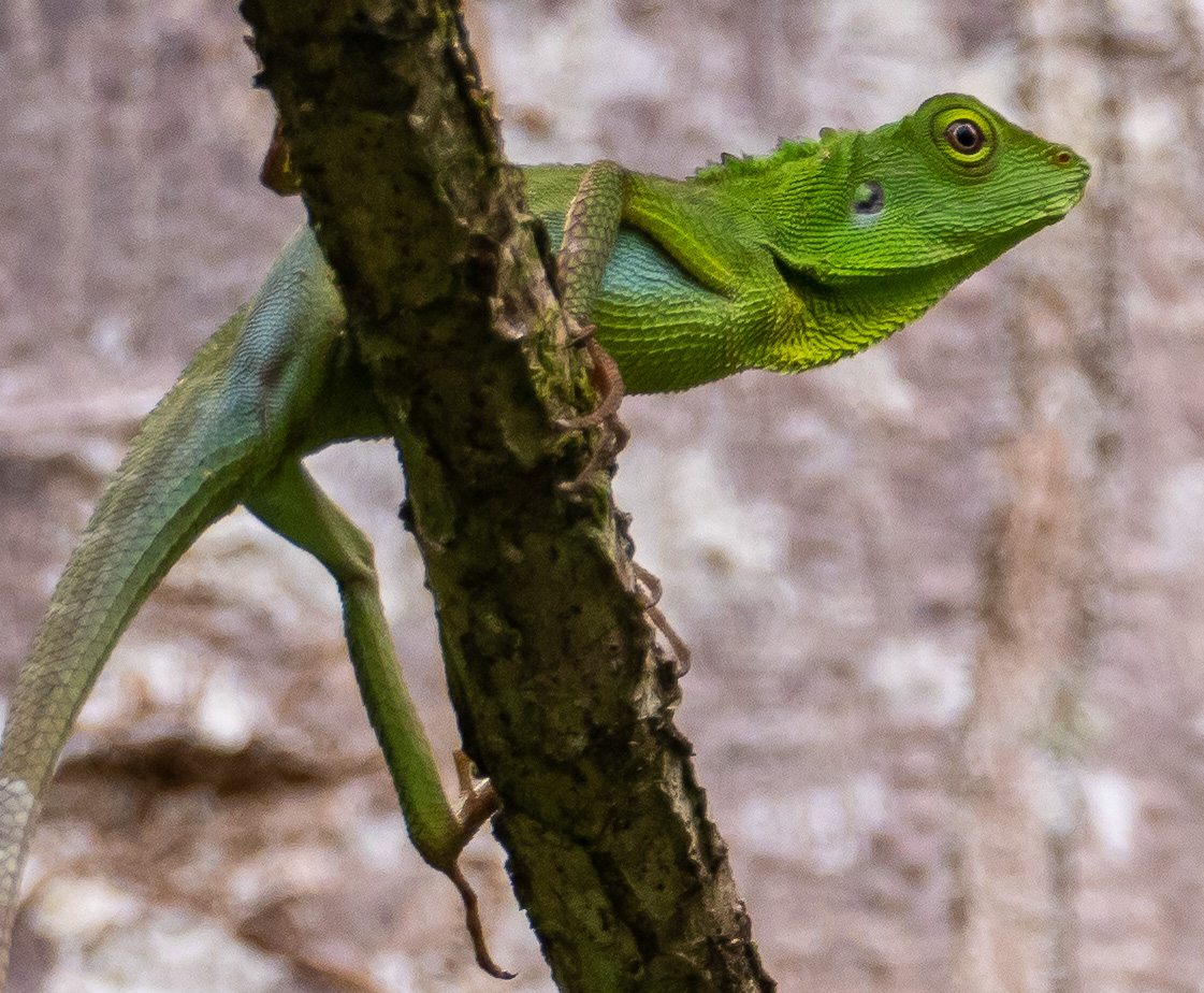 Crested Green Lizard